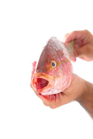 Hands playing with a fresh fish .の写真素材