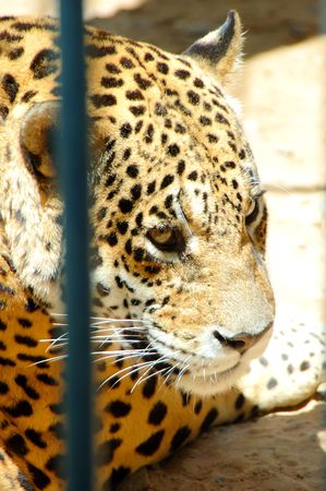 Onça-Pintada - Brazilian Feline on the jail in the zoo .の写真素材
