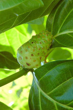 Morinda citrifolia - Noni fruit tree 