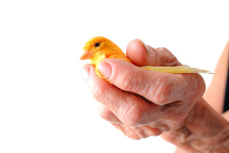 Yellow Canary in the senior hand  .の写真素材