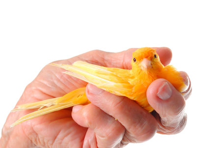 Yellow Canary in the senior hand  .の写真素材