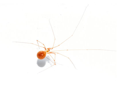 Arachnid Brown Spider on white background .