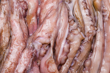 Sea Fruits background - Raw Octopus  .
