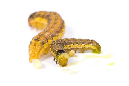 Caterpillar Macro Shot on white background .の写真素材
