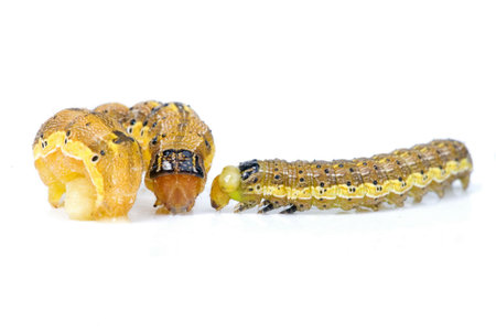 Caterpillar Macro Shot on white background .