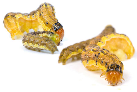 Caterpillar Macro Shot on white background .