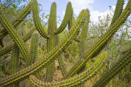 Arid vegetation in the Brazil country-side.の写真素材