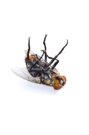 Died Fly on white background - studio shot .の写真素材