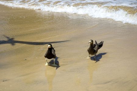 Seagull walking in the beach sand .の写真素材