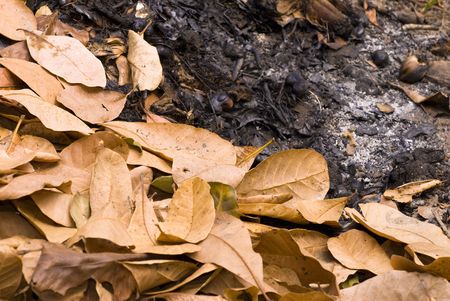 Dry and burned leaves - Environment .の写真素材