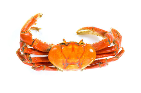 Delicious Cooked Crab on white background .