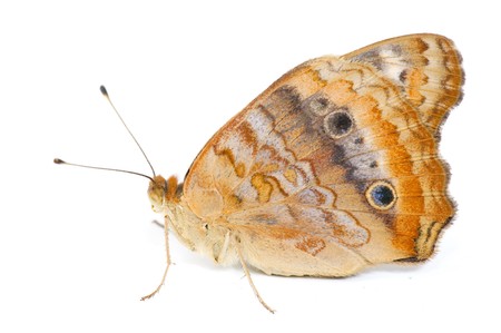 Beautiful Butterfly on white background . の写真素材