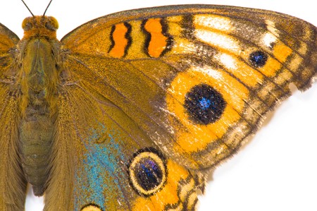 Beautiful Butterfly on white background . の写真素材