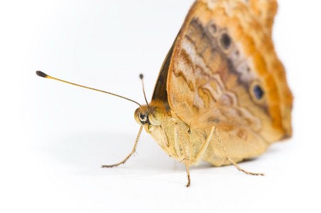 Extreme closeup of Butterfly on white background . の写真素材