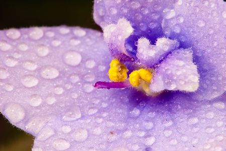 Macro shot of a violet flower .の写真素材