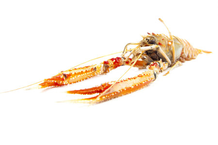 Animal raw langoustines on white background の写真素材