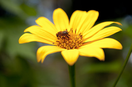 Bee in the flower getting pollen .