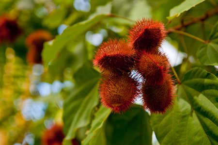 Annatto fruit in the plant の写真素材