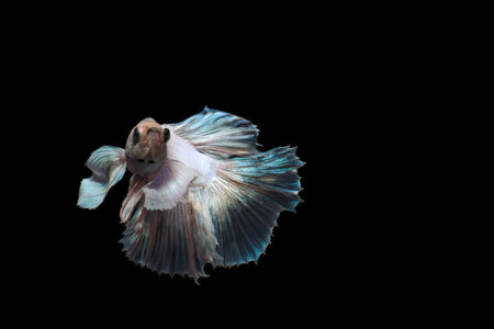 Fighting fish with black backgloundの写真素材