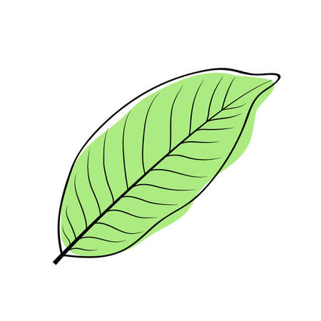 Green bay leaf. Vector laurel leaf iconのイラスト素材