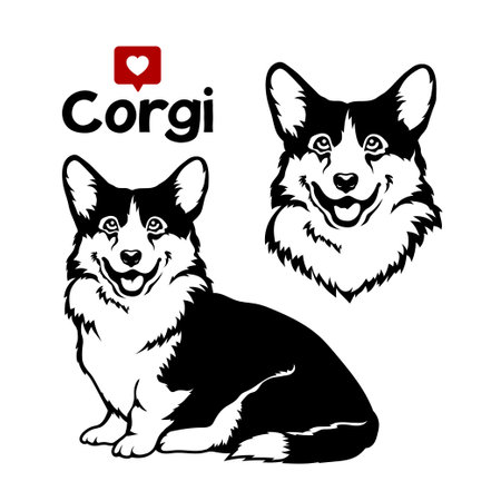 Welsh corgi cardigan dog. Vector illustration on white backgroundのイラスト素材