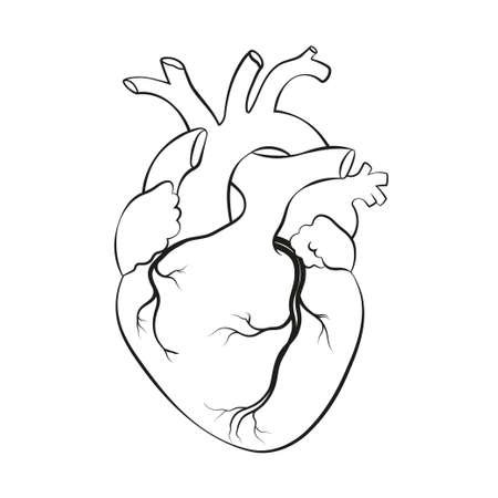 Human heart. Anatomical realistic line art, vector illustrationのイラスト素材