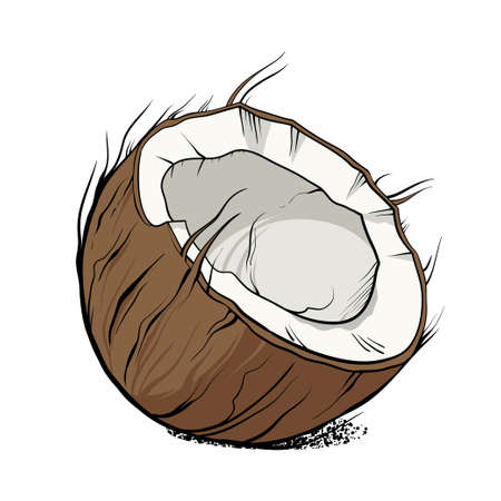 Half coconut in cartoon style. Vector illustration isolated on white backgroundのイラスト素材