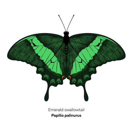 Emerald swallowtail butterfly. Papilio palinurus. Vector illustration isolated on white backgroundのイラスト素材