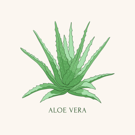 Aloe vera hand drawn vector illustrationのイラスト素材