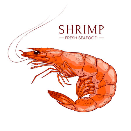 Fresh shrimp. Ocean prawn high detailed vector. Food market product, healthy meal. Fresh seafood illustrationのイラスト素材