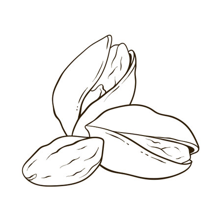 Pistachios nuts in shell and kernels, hand drawn vector food illustrationのイラスト素材