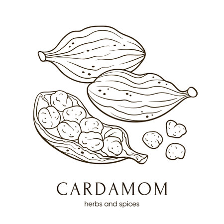Cardamom seeds. Indian spices. Vector hand-drawn illustrationのイラスト素材
