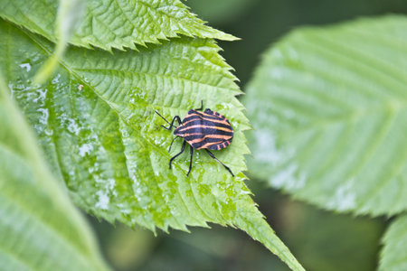 italian bug