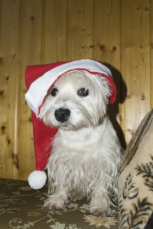 Dog in a christmas hat is looking at youの写真素材