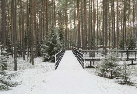 the Katyn forest and scaffold in itの写真素材