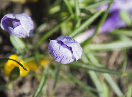 Flower of a blooming violet crocus