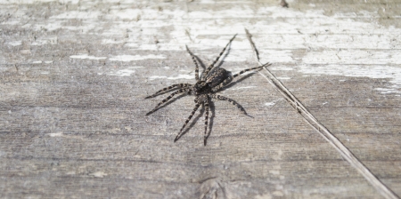 Spider on a wood board in natural localityの写真素材