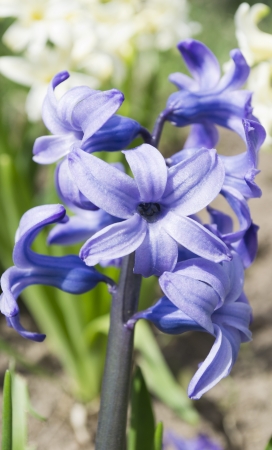 Blue hyacinth flowers closeupの写真素材