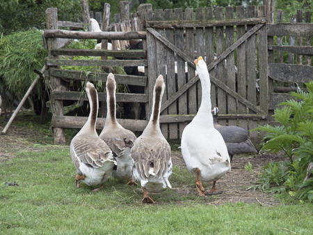 Geese from back, walking free in farmyardの写真素材