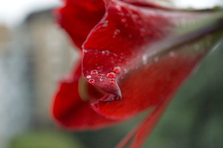 close up of water drops on red flowerの写真素材