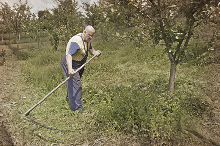 Old peasant mowing grass on traditional way with scytheの写真素材