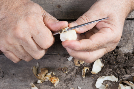 Close up of male hands chopping Jerusalem artichokeの写真素材
