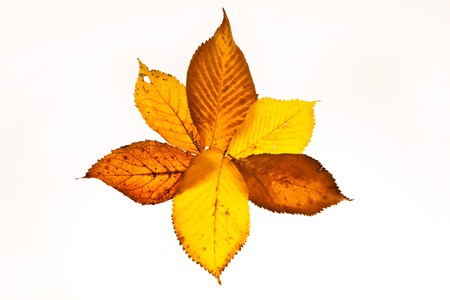 autumn leaves on white backgroundの写真素材