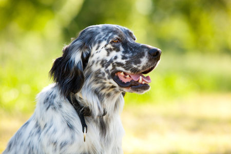 english setter portrait outdoor