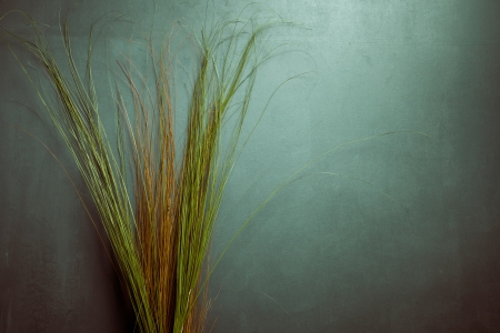 long thin blades of grass studio shotの写真素材