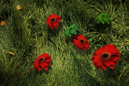 floating flowers over green wet grassの写真素材