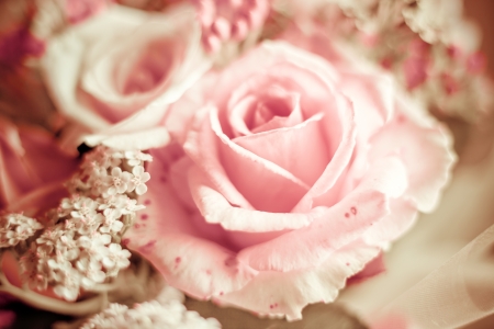  beautiful pink rose with small decorative flowers closeupの写真素材