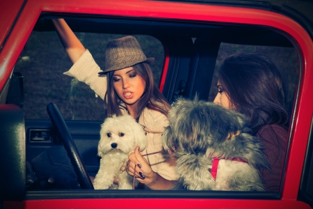 couple of girls in car take fun with their little dogsの写真素材