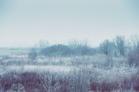 blue misty winter landscape with grass and bushesの写真素材