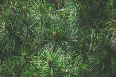 closeup of pine tree outdoor day shot